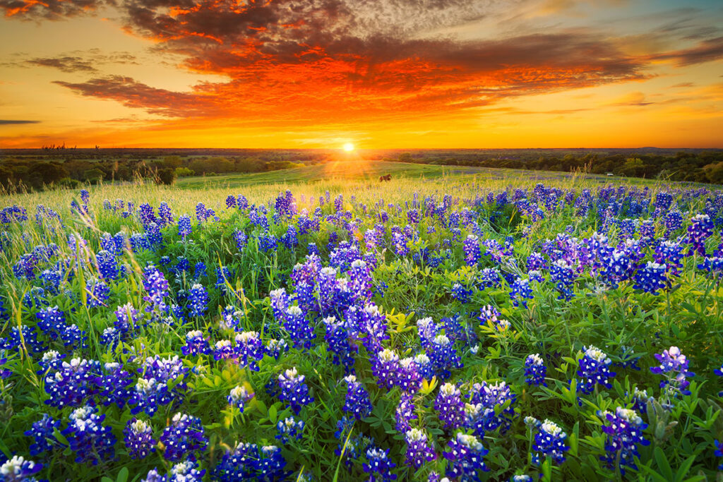 a field of bluebonnets at sunset