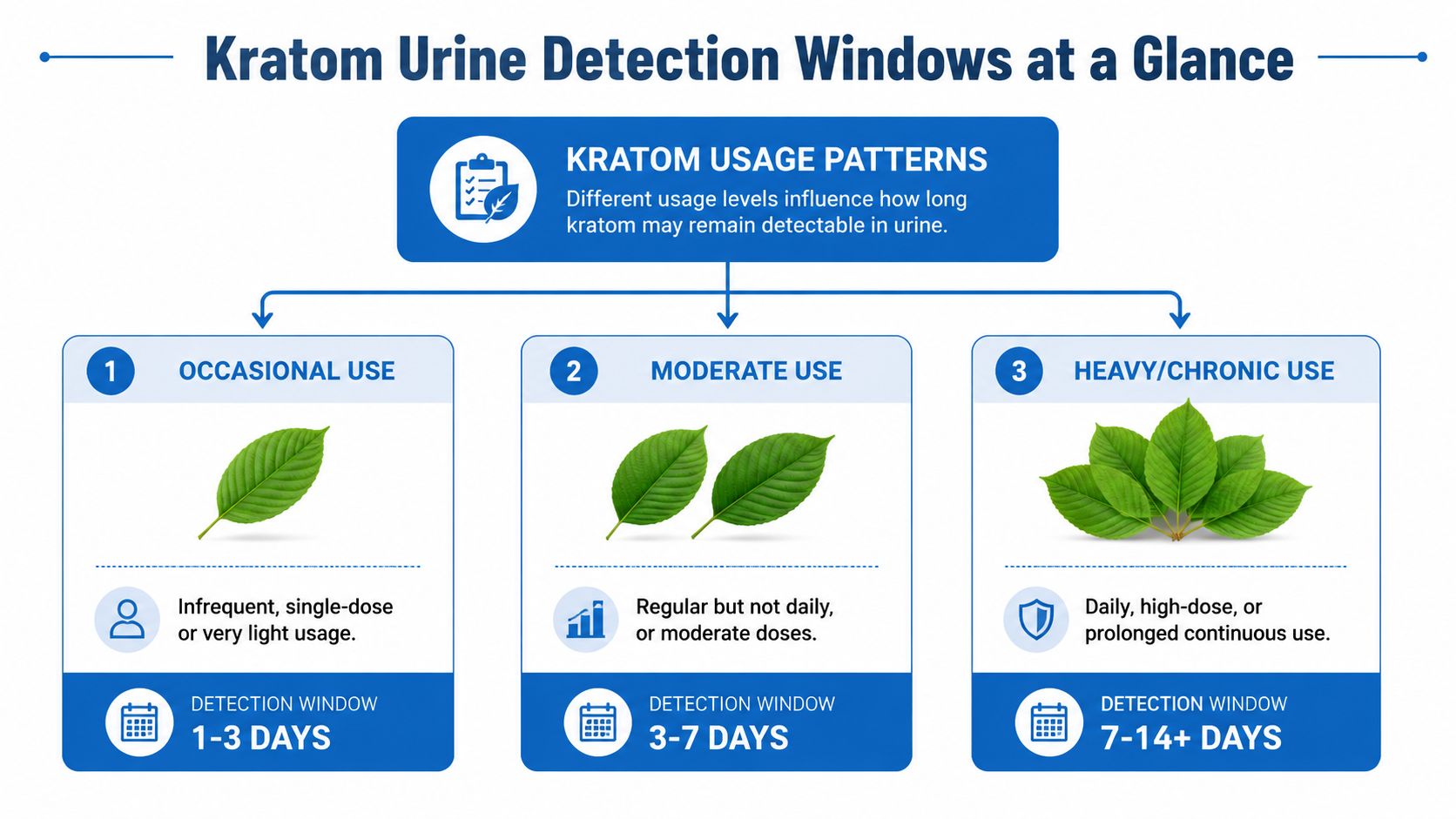 An infographic showing Kratom urine detection timeframes based on occasional, moderate, and heavy usage patterns.