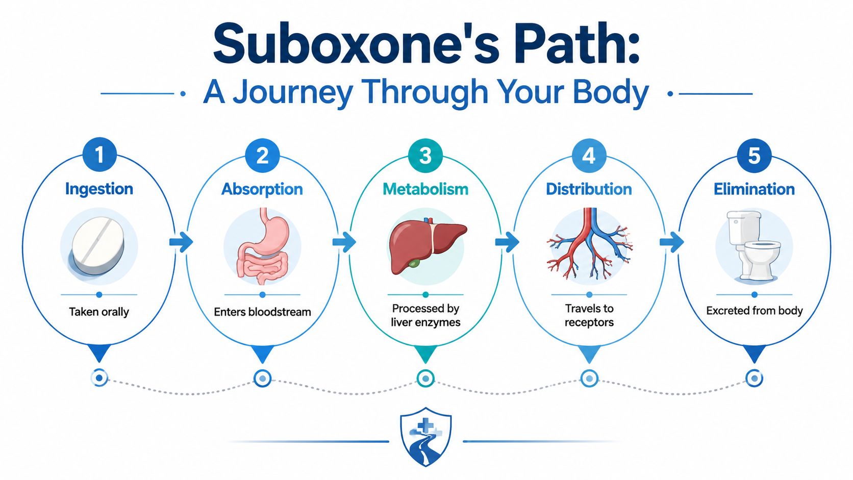 An infographic detailing the five steps of Suboxone traveling through the human body from ingestion to elimination.
